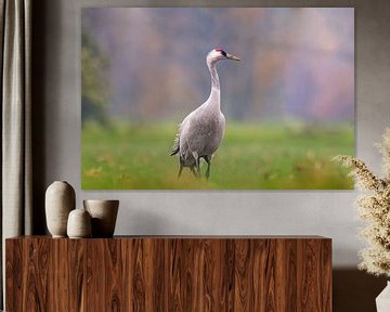 Jonge kraanvogel op een groen veld op een zonnige ochtend van Mario Plechaty Photography