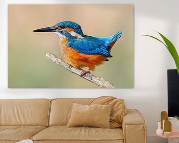 Kleurrijke ijsvogel zittend op een tak op een zonnige ochtend van Mario Plechaty Photography