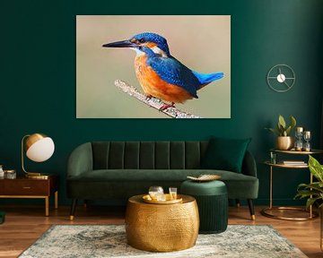 Kleurrijke ijsvogel zittend op een tak op een zonnige ochtend van Mario Plechaty Photography