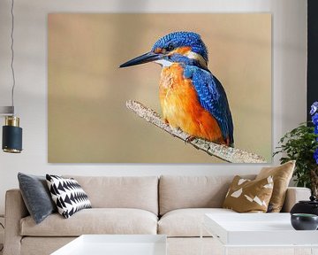 Kleurrijke ijsvogel zittend op een tak op een zonnige ochtend van Mario Plechaty Photography
