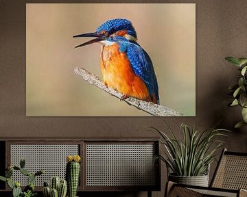 Kleurrijke ijsvogel zittend op een tak op een zonnige ochtend van Mario Plechaty Photography