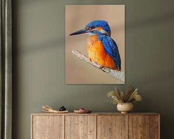 Kleurrijke ijsvogel zittend op een tak op een zonnige ochtend van Mario Plechaty Photography