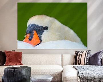 Portretkop van een vrouwelijke zwaan op een zonnige zomerochtend van Mario Plechaty Photography