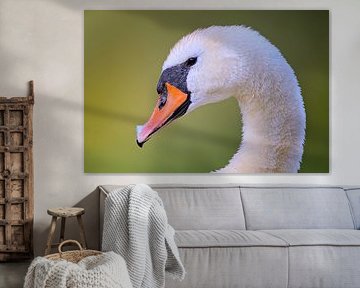 Portrait head of a female swan on a sunny summer morning by Mario Plechaty Photography