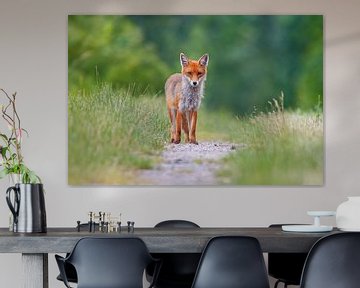 beautiful young red fox stands on a field path and looks cutely into the camera by Mario Plechaty Photography