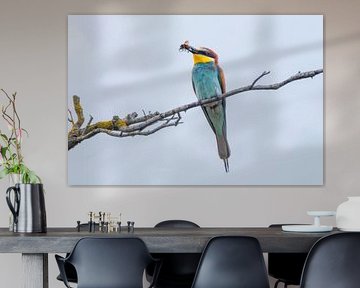A colourful bee-eater bird sits on a branch and searches for prey for its offspring by Mario Plechaty Photography