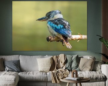 A hunter kingfisher bird sits on a branch on a sunny summer morning by Mario Plechaty Photography