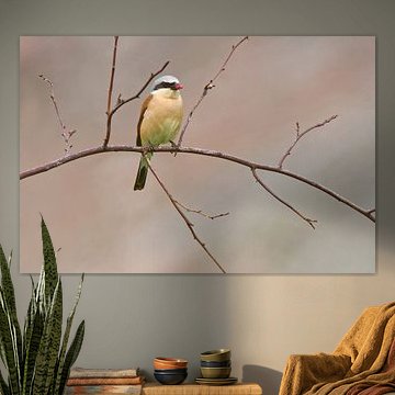 A male red-backed shrike sits on a branch looking for prey for its brood by Mario Plechaty Photography