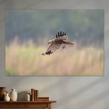 Busard cendré volant avec du matériel de nidification au-dessus des roseaux