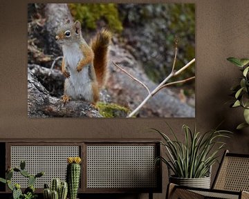 A red squirrel in the trap by Claude Laprise