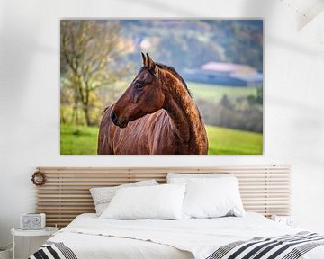 Vue d'un beau cheval dans la nature