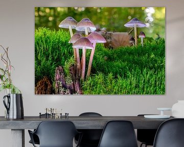 Zicht op een mooie paddenstoel in het bos van Andreas Völkel