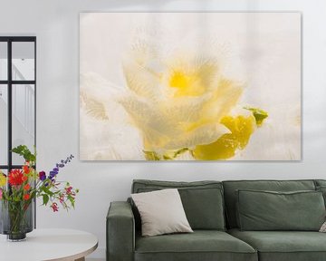 Witte fresia in ijs 1 van Marc Heiligenstein