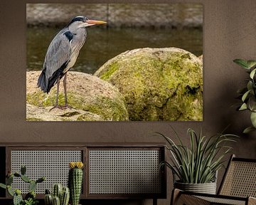 Heron klar to catch a bite by Eddy Smets