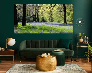 Hyacinth bos van Beachlines and colors SdK