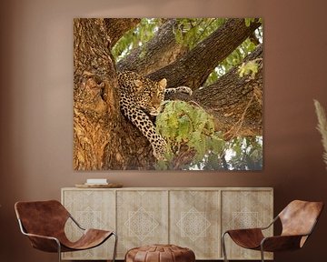 Leopard