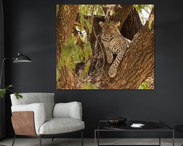 Leopard