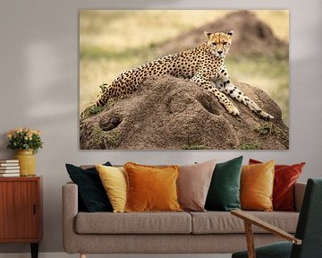 Cheetah in the Serengeti