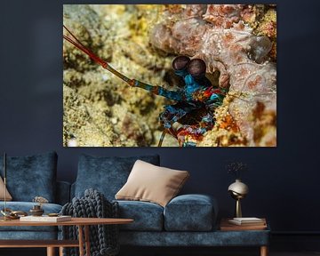 mantis shrimp