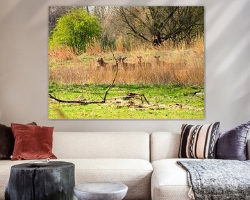 Herten achter het riet.