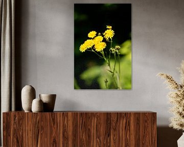 Gele bloemen met een wesp van Shaquille Maarschalkerweerd