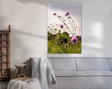 Wildflowers at sunset