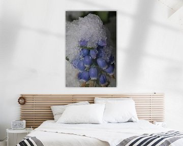 Een blauw druifje met een sneeuwhoed van Anne Ponsen