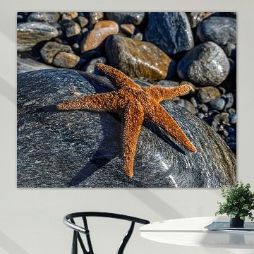 Étoile de mer sur rocher