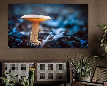Magisch licht doorschijnende witte paddenstoel in een donkere, mystiek bos van Fotografiecor .nl
