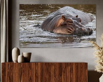 Hippo in Tanzania