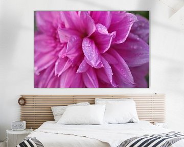 bloeiende dahlia in de regen van stewic_
