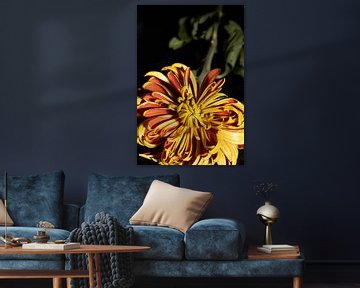 Flower with orange-yellow petals on black