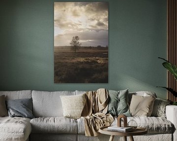 Ginkel Heath Evening Light, Netherlands by Imladris Images