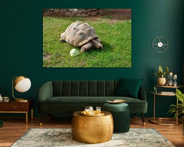 Giant tortoise with a large shell eats a lettuce leaf on a lawn in Valencia by LuCreator