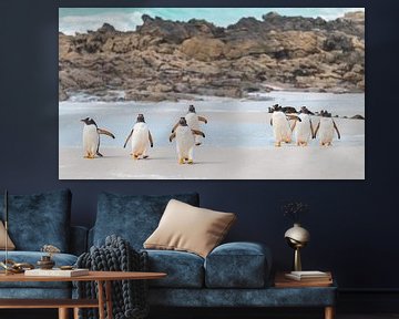 Ezelspinguïns Zandstrand Falklandeilanden