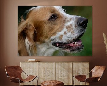 English Setter
