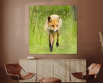 A determined red fox on the move by Amber Valerie Nijdam