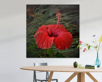 Rote Hibiskusblüte von NaturWerke