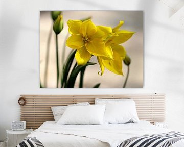 Tulipe sauvage