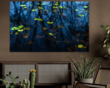 Greenwater plants in black water (Netherlands) by Marcel Kerdijk