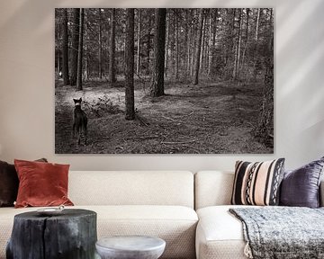 Forêt avec chien
