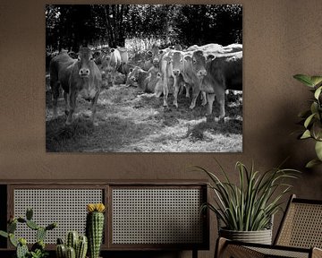 Les vaches en France