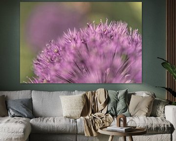 Allium I 