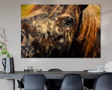 nieuwsgierige pony