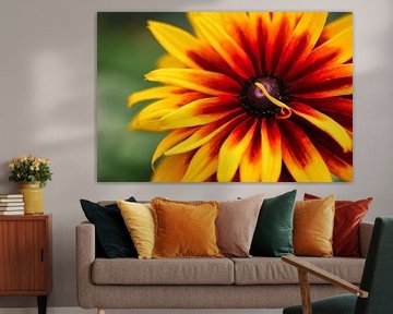 warme zomerbloeiende Rudbeckia in juli van stewic_