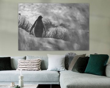 Ezelspinguïn in de zandduinen van de Faklland Eilanden van Wuzitours Fotografie