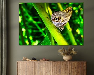 Butterfly on wonderful plants by Andreas Völkel