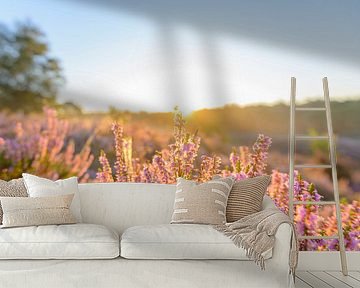 Bloeinde heide in het vroege zonlicht van Sjoerd van der Wal Fotografie