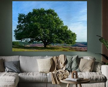 Chêne dans un paysage de bruyères en fleurs sur Sjoerd van der Wal Photographie
