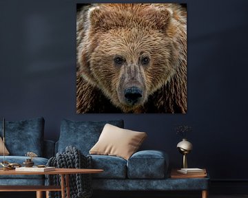 Face à face avec un ours grizzly sur Michael Kuijl